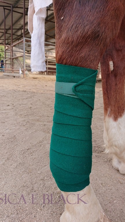 How to wrap horse legs (and how to roll the leg wraps)