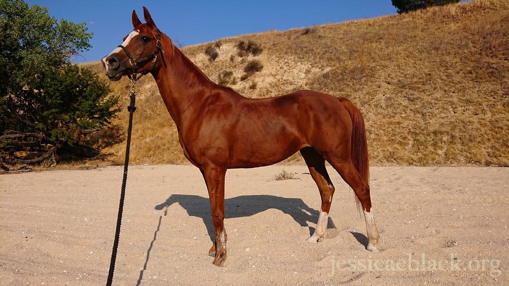 The Road To The Tevis Cup Post 12 Feeding An Anxious Horse